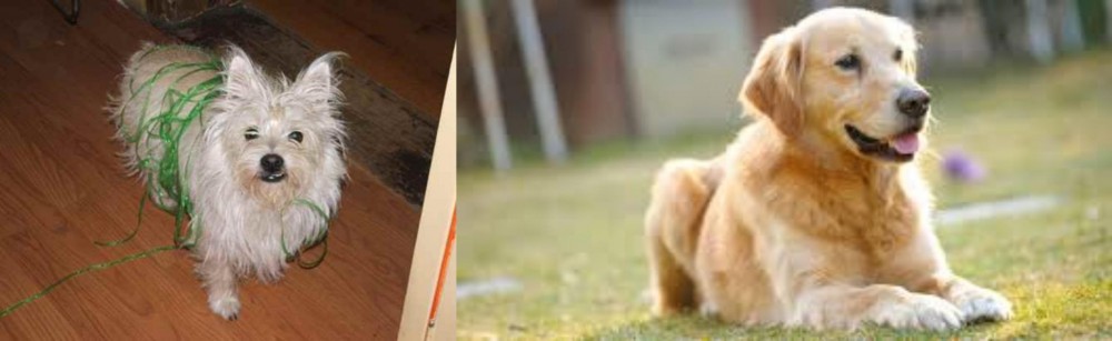 Goldador vs Cairland Terrier - Breed Comparison