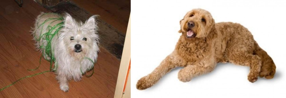 Golden Doodle vs Cairland Terrier - Breed Comparison