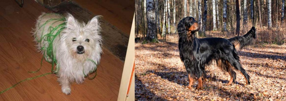 Gordon Setter vs Cairland Terrier - Breed Comparison