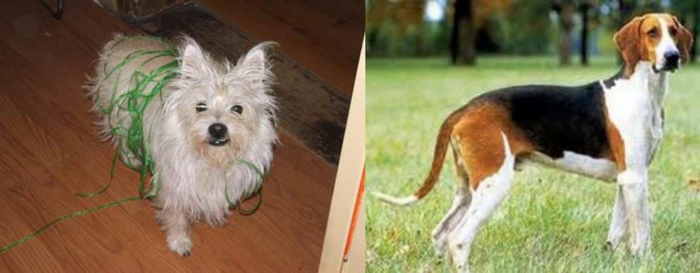 Grand Anglo-Francais Tricolore vs Cairland Terrier - Breed Comparison