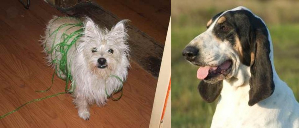 Grand Gascon Saintongeois vs Cairland Terrier - Breed Comparison