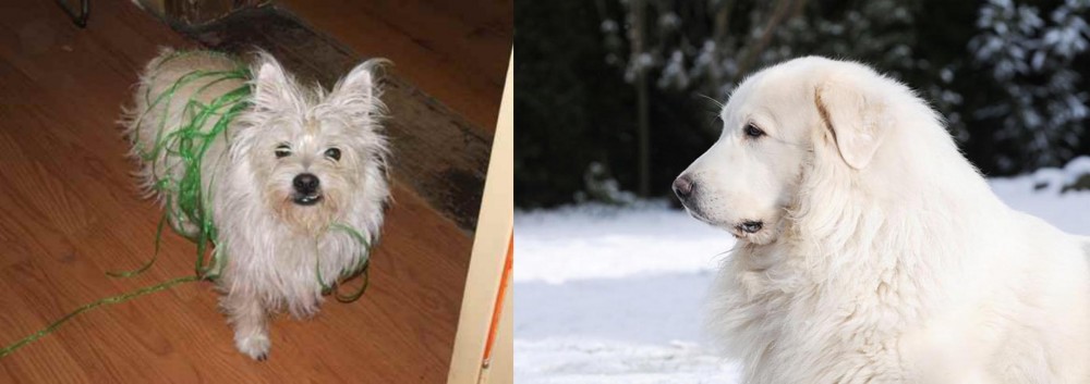Great Pyrenees vs Cairland Terrier - Breed Comparison