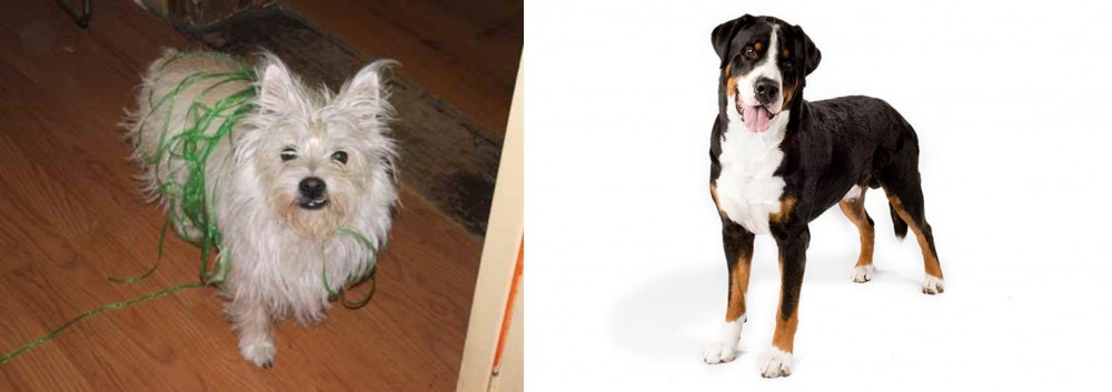 Greater Swiss Mountain Dog vs Cairland Terrier - Breed Comparison