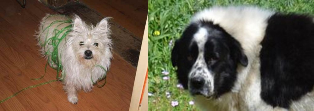 Greek Sheepdog vs Cairland Terrier - Breed Comparison