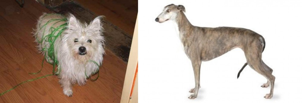 Greyhound vs Cairland Terrier - Breed Comparison