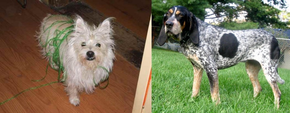 Griffon Bleu de Gascogne vs Cairland Terrier - Breed Comparison