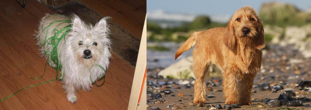 Griffon Fauve de Bretagne vs Cairland Terrier - Breed Comparison
