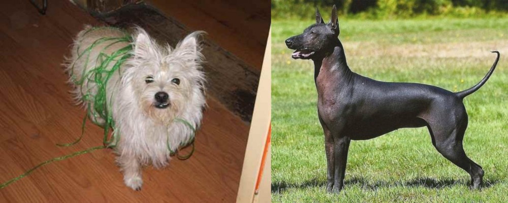 Hairless Khala vs Cairland Terrier - Breed Comparison