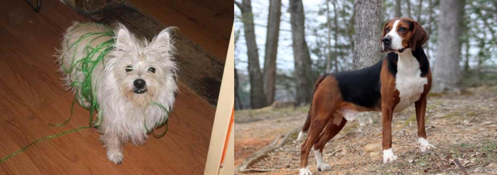 Hamiltonstovare vs Cairland Terrier - Breed Comparison