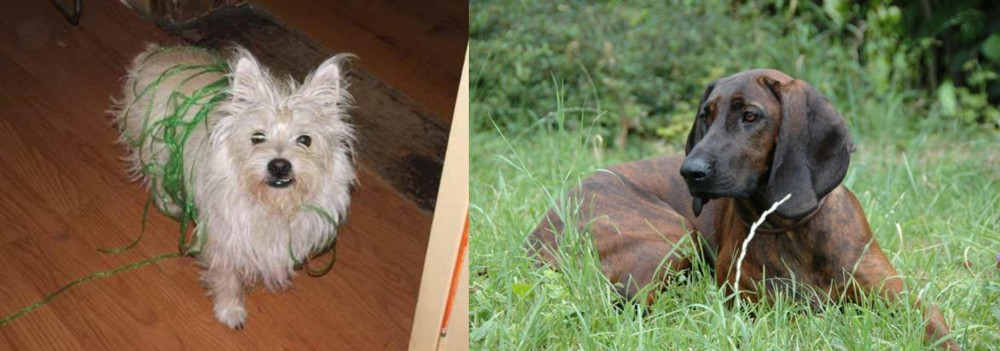 Hanover Hound vs Cairland Terrier - Breed Comparison