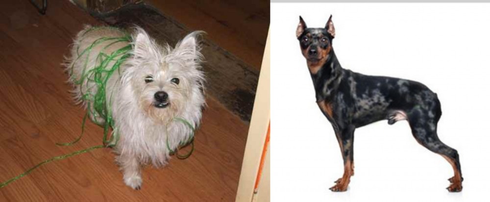 Harlequin Pinscher vs Cairland Terrier - Breed Comparison