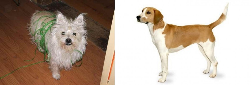 Harrier vs Cairland Terrier - Breed Comparison