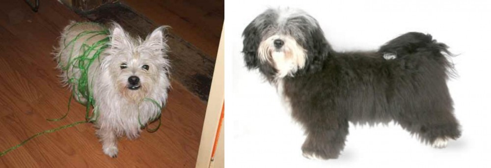 Havanese vs Cairland Terrier - Breed Comparison