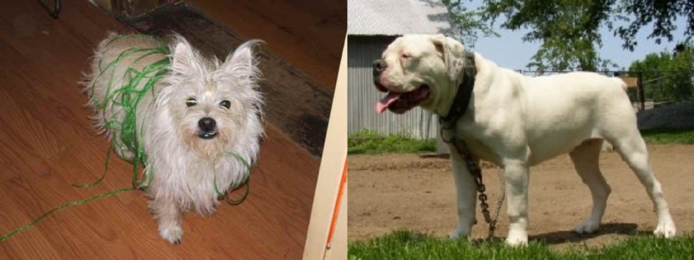 Hermes Bulldogge vs Cairland Terrier - Breed Comparison