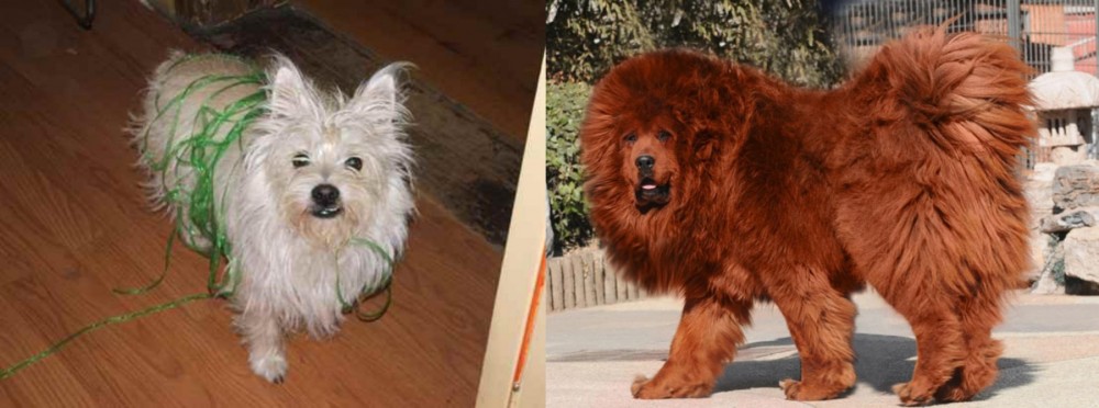 Himalayan Mastiff vs Cairland Terrier - Breed Comparison