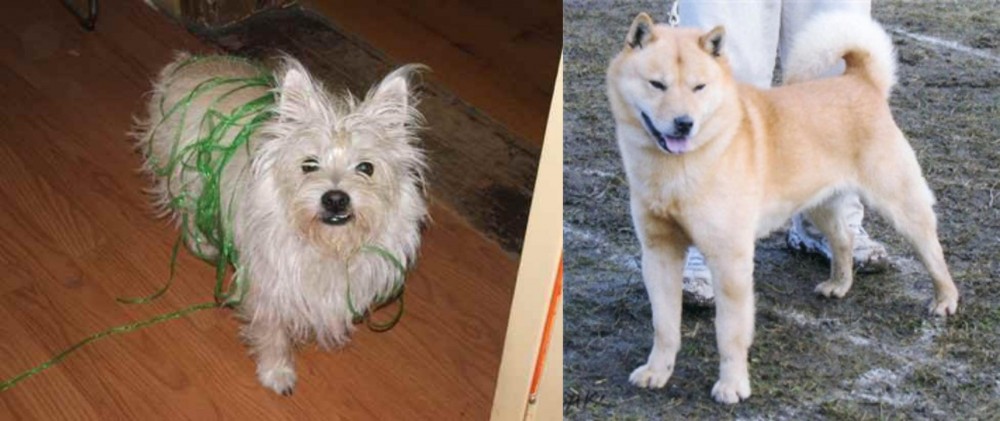 Hokkaido vs Cairland Terrier - Breed Comparison