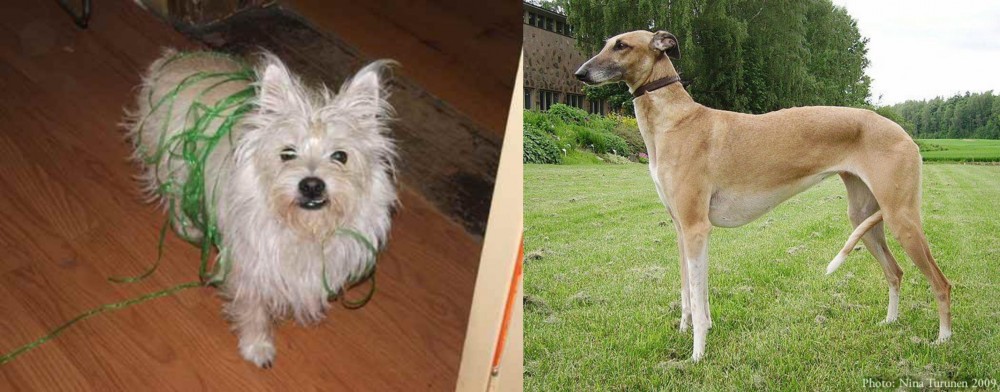 Hortaya Borzaya vs Cairland Terrier - Breed Comparison