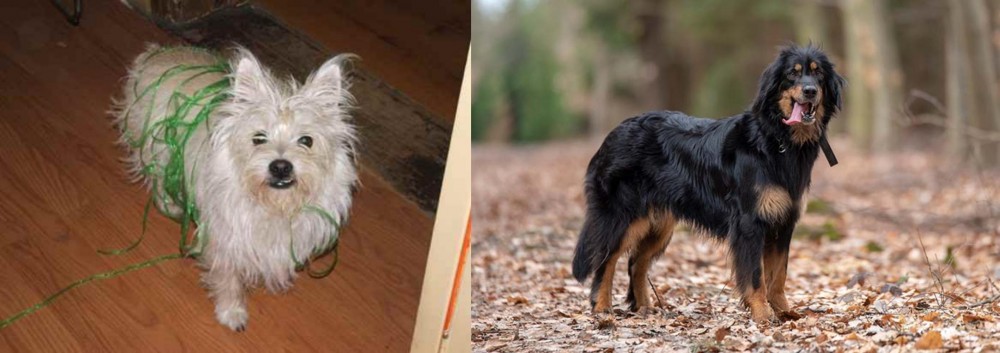 Hovawart vs Cairland Terrier - Breed Comparison