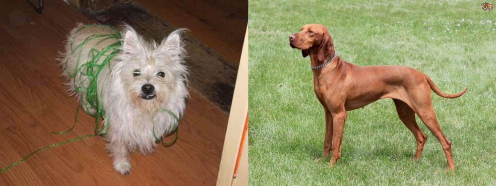 Hungarian Vizsla vs Cairland Terrier - Breed Comparison