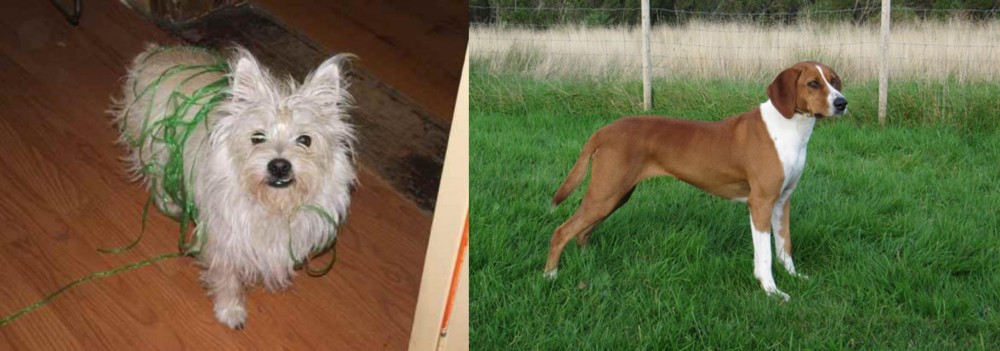 Hygenhund vs Cairland Terrier - Breed Comparison