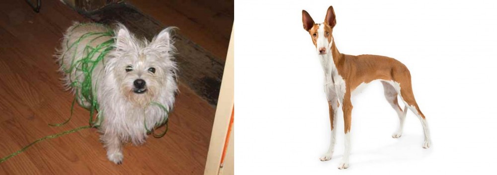 Ibizan Hound vs Cairland Terrier - Breed Comparison
