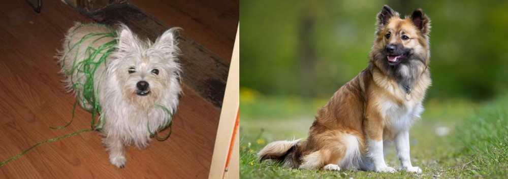 Icelandic Sheepdog vs Cairland Terrier - Breed Comparison