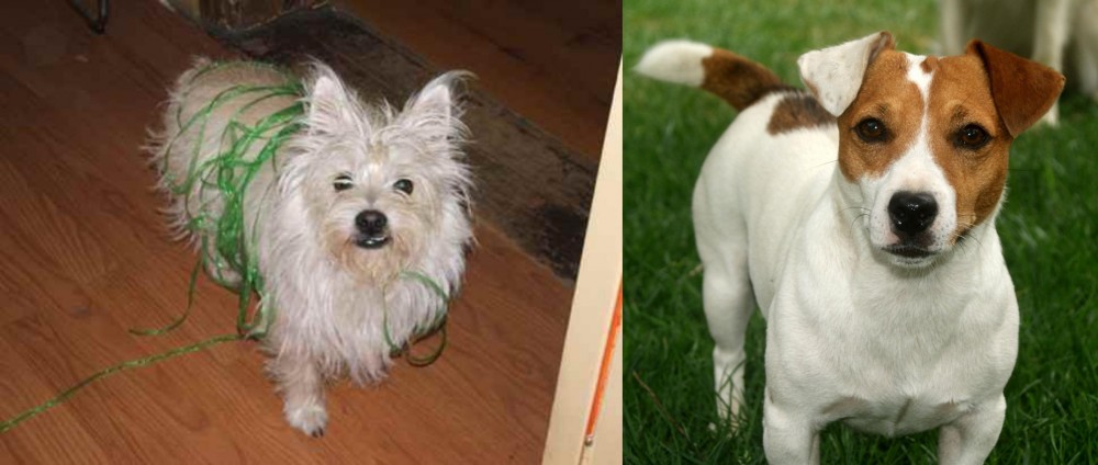 Irish Jack Russell vs Cairland Terrier - Breed Comparison
