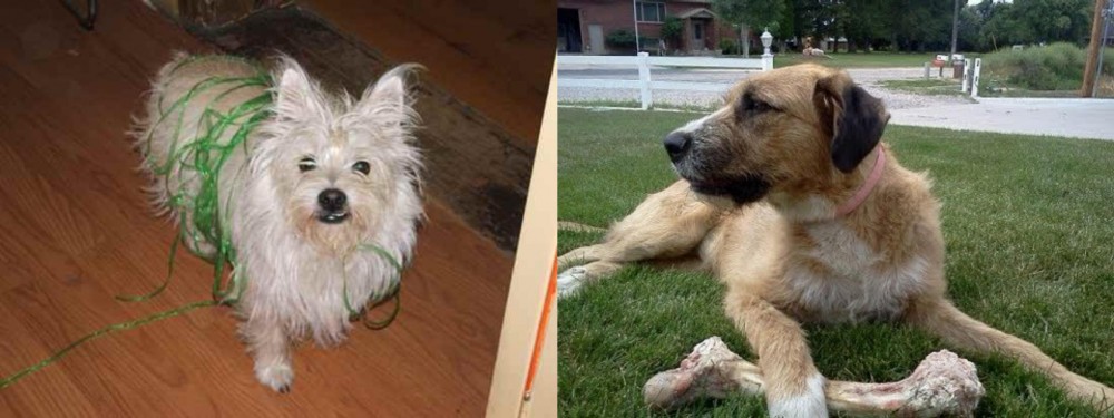 Irish Mastiff Hound vs Cairland Terrier - Breed Comparison