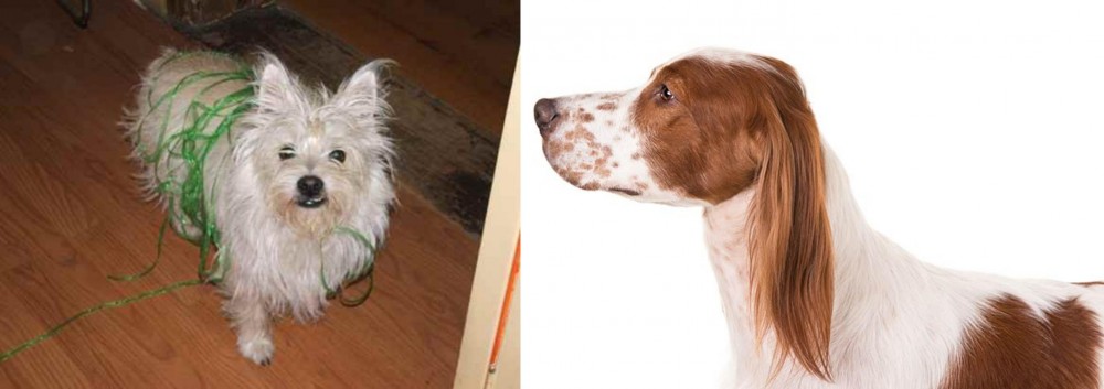 Irish Red and White Setter vs Cairland Terrier - Breed Comparison