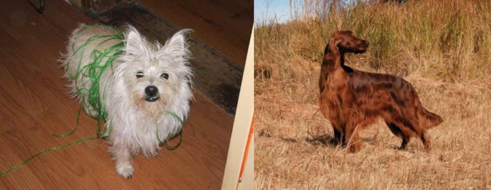 Irish Setter vs Cairland Terrier - Breed Comparison