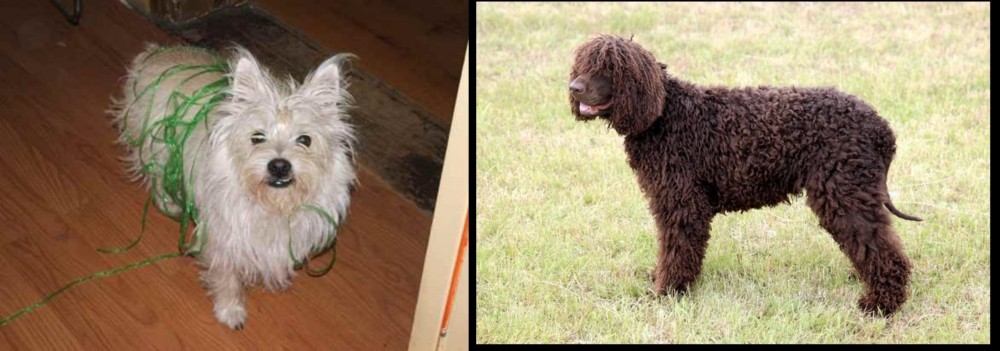 Irish Water Spaniel vs Cairland Terrier - Breed Comparison