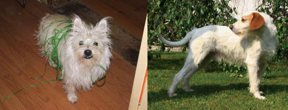 Istarski Ostrodlaki Gonic vs Cairland Terrier - Breed Comparison