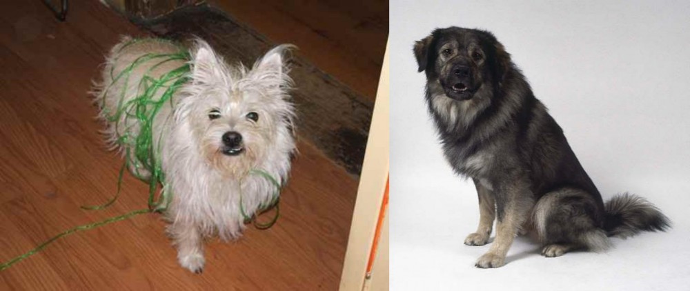 Istrian Sheepdog vs Cairland Terrier - Breed Comparison