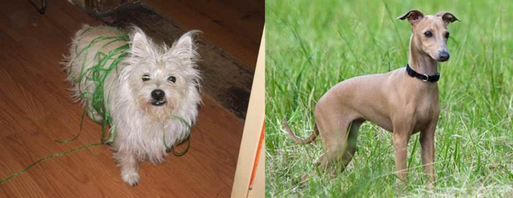 Italian Greyhound vs Cairland Terrier - Breed Comparison