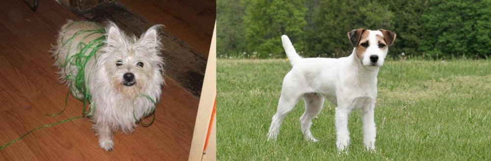 Jack Russell Terrier vs Cairland Terrier - Breed Comparison