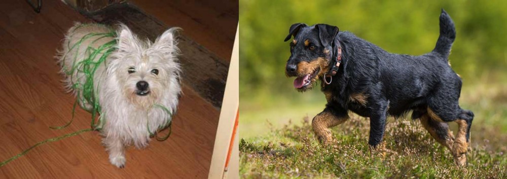 Jagdterrier vs Cairland Terrier - Breed Comparison