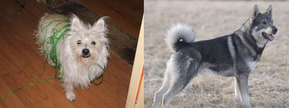 Jamthund vs Cairland Terrier - Breed Comparison