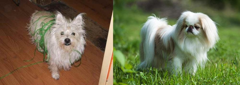 Japanese Chin vs Cairland Terrier - Breed Comparison