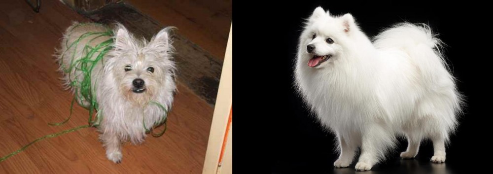 Japanese Spitz vs Cairland Terrier - Breed Comparison