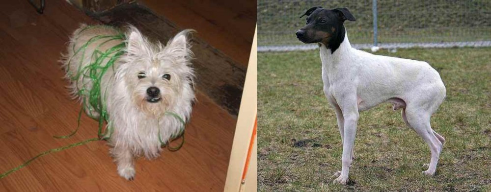 Japanese Terrier vs Cairland Terrier - Breed Comparison