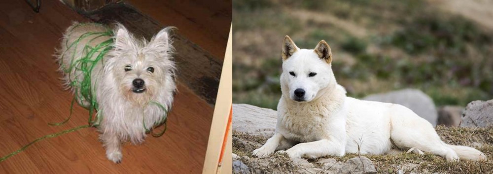 Jindo vs Cairland Terrier - Breed Comparison