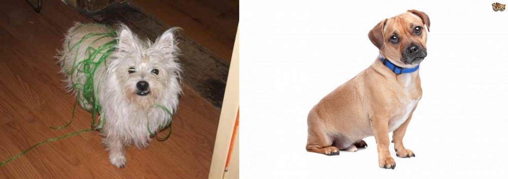 Jug vs Cairland Terrier - Breed Comparison