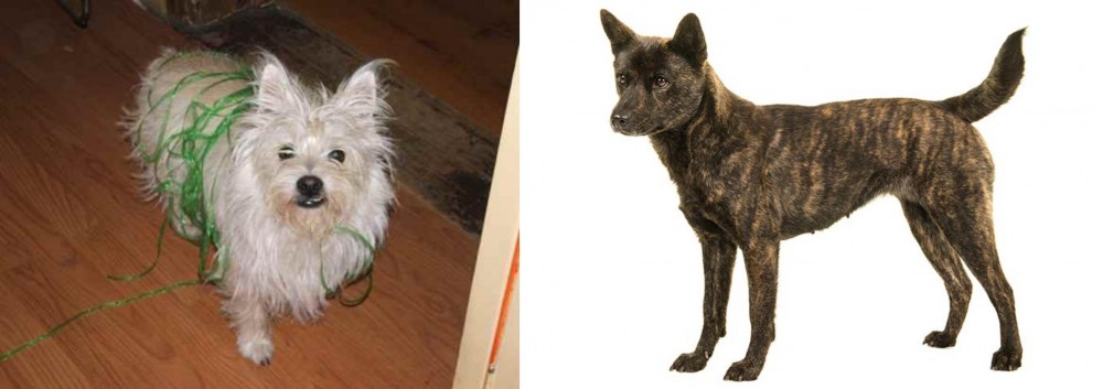 Kai Ken vs Cairland Terrier - Breed Comparison