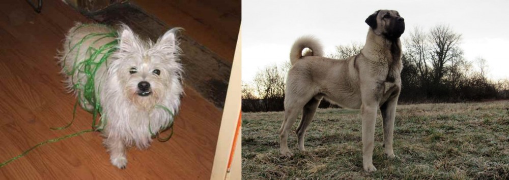 Kangal Dog vs Cairland Terrier - Breed Comparison