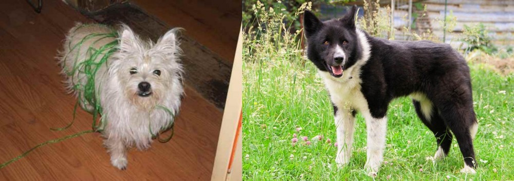 Karelian Bear Dog vs Cairland Terrier - Breed Comparison