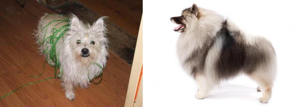 Keeshond vs Cairland Terrier - Breed Comparison