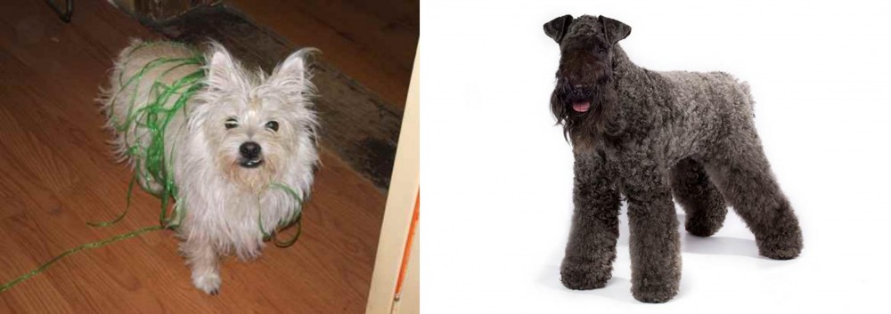 Kerry Blue Terrier vs Cairland Terrier - Breed Comparison