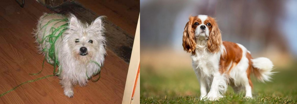 King Charles Spaniel vs Cairland Terrier - Breed Comparison