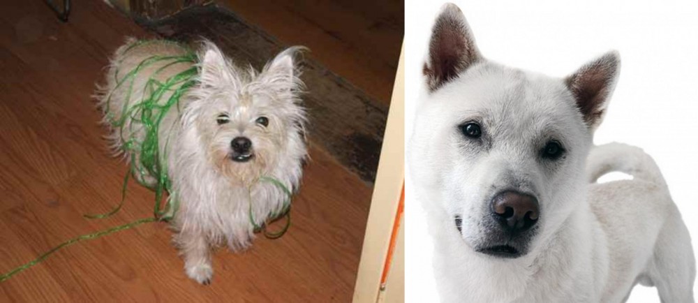 Kishu vs Cairland Terrier - Breed Comparison