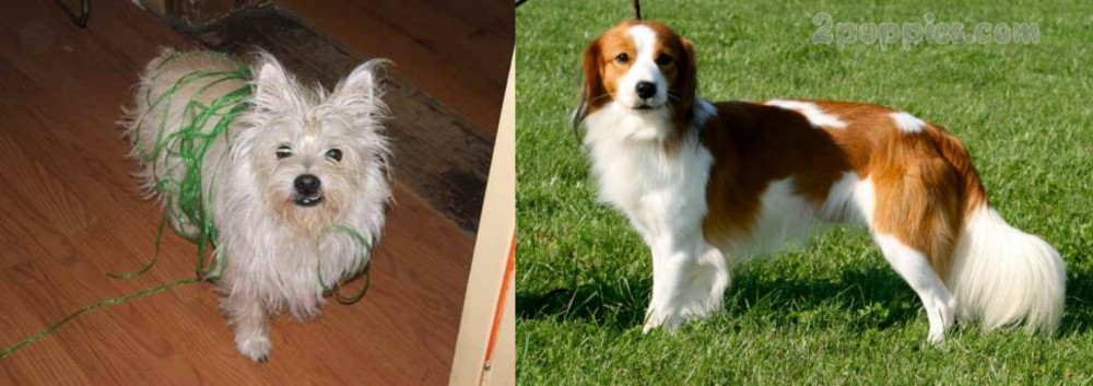 Kooikerhondje vs Cairland Terrier - Breed Comparison
